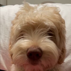 Meet your Posher, Grace